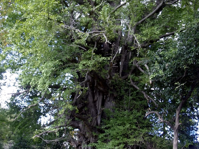 Amago no icho (Bạch quả từ Amago)